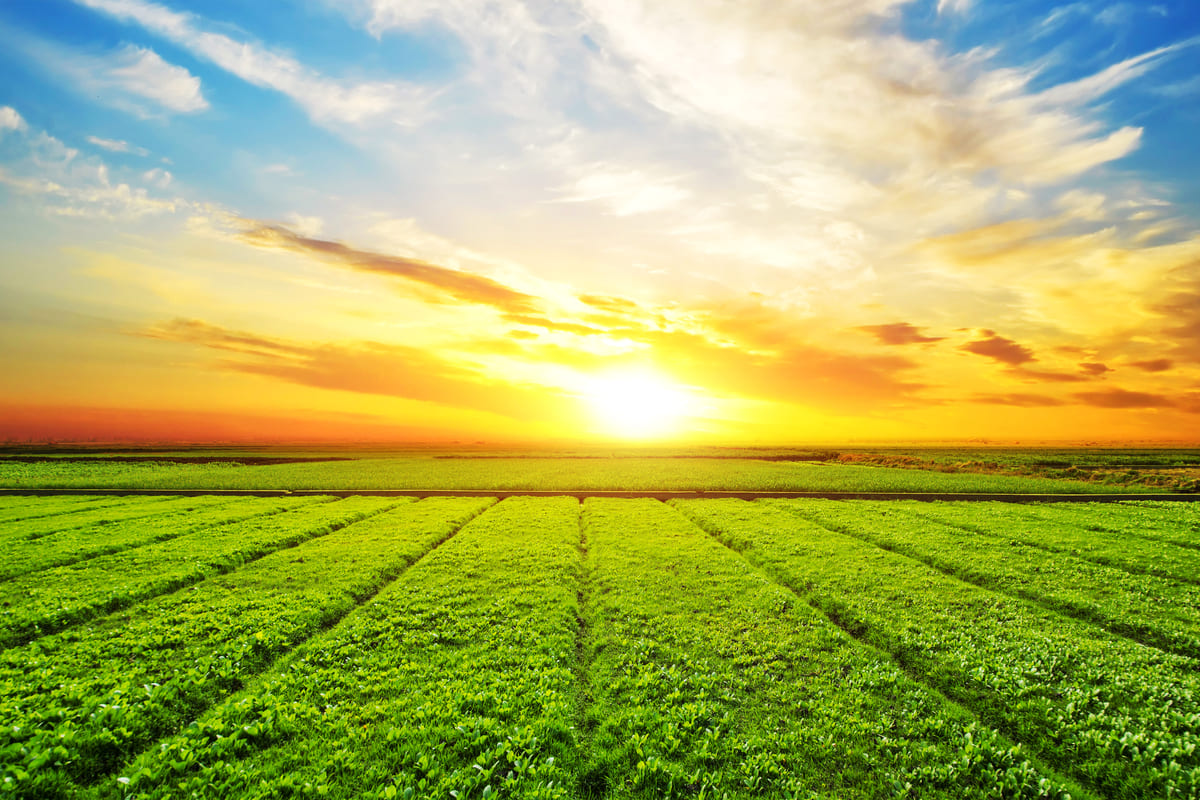 La Migliore Consulenza di Marketing Digitale per l'Agronegocio