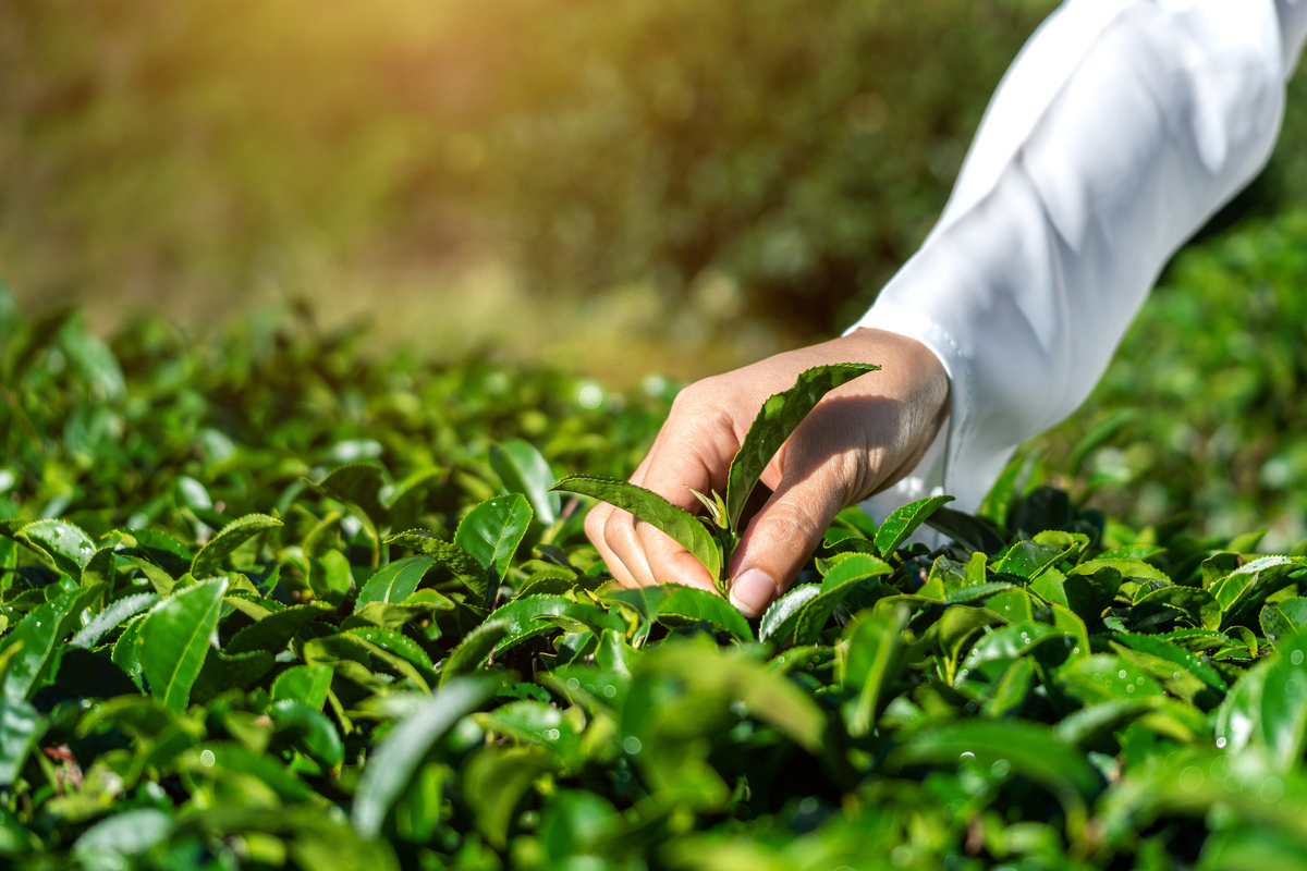 Vantaggi di una Consulenza di Marketing Digitale per l'Agroindustria